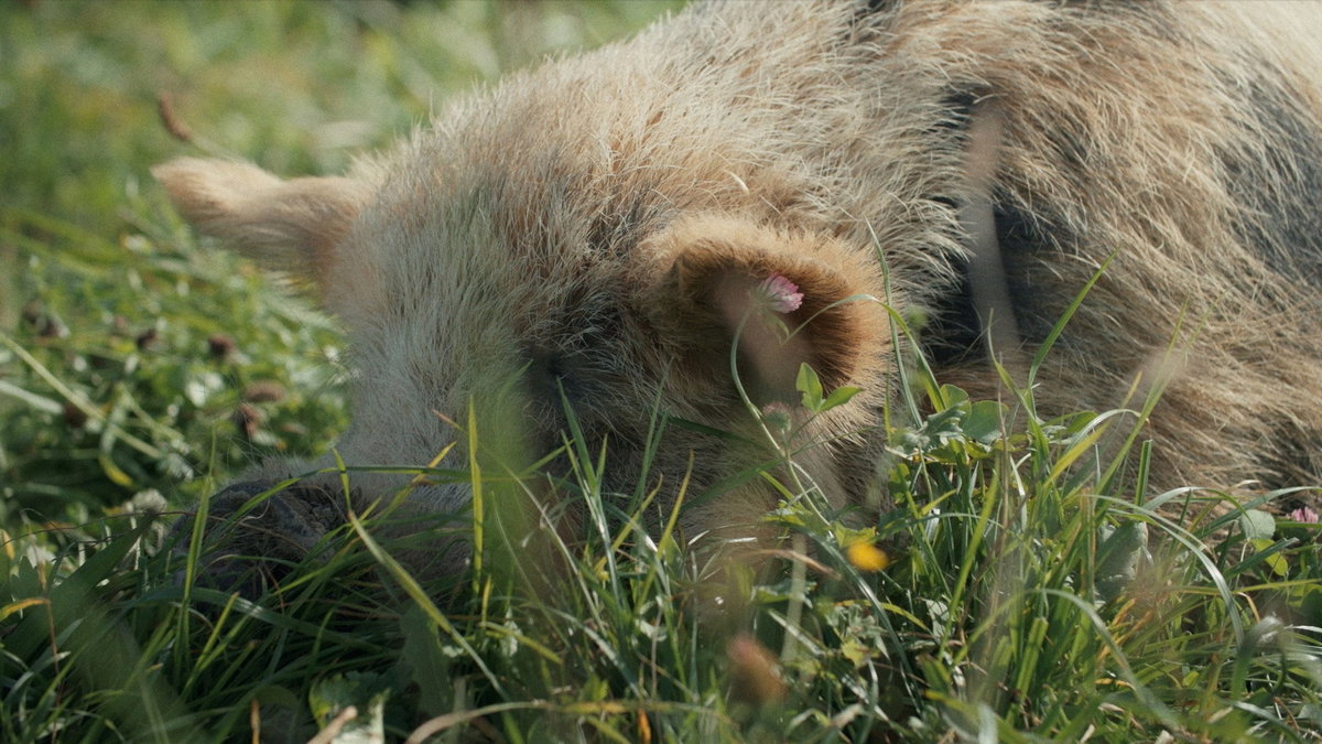 Samtale om WHEN PIGS FLY: Genredigerte grisar og xenotransplantasjon